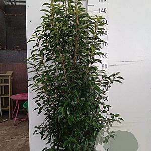 Prunus l. 'Angustifolia' 125-150 cm met kluit