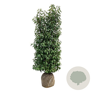 Prunus l. 'Angustifolia' 125-150 cm met kluit