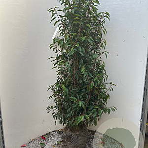 Prunus l. 'Angustifolia' 125-150 cm met kluit