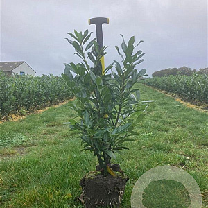 Prunus l. 'Caucasica' 60-80 cm met kluit