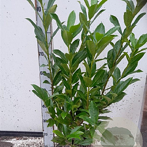 Prunus l. 'Caucasica' 60-80 cm met kluit