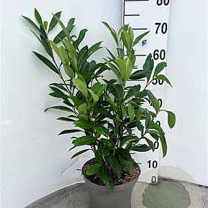 Prunus l. 'Caucasica' 80-100 cm 5,0L