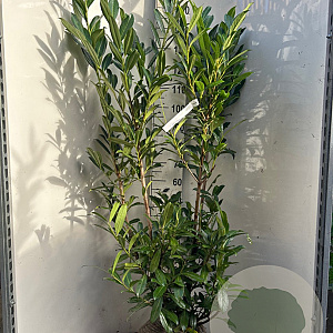 Prunus l. 'Caucasica' 150-175 cm met kluit