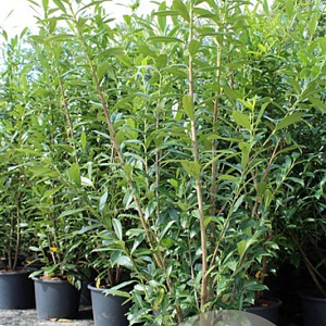 Prunus l. 'Caucasica' 175-200 cm 20L