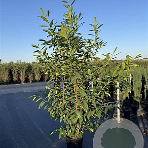 Prunus l. 'Caucasica' 175-200 cm 20L