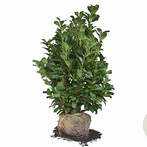 Prunus l. Etna 80-100 cm met kluit