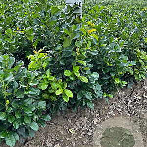 Prunus l. Etna 80-100 cm met kluit