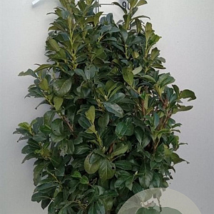 Prunus l. Etna 100-125 cm met kluit