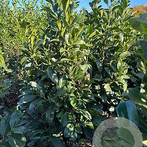 Prunus l. Etna 100-125 cm met kluit