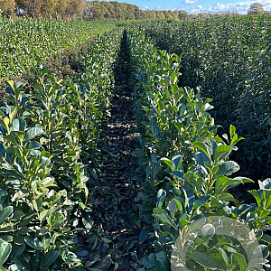 Prunus l. Etna 100-125 cm met kluit