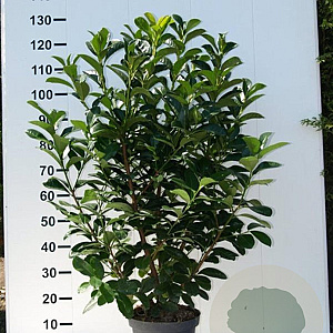 Prunus l. Etna 100-125 cm met kluit