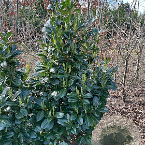 Prunus l. Etna 125-150 cm met kluit