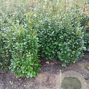 Prunus l. Etna 125-150 cm met kluit