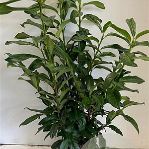 Prunus l. Genolia 60-80 cm met kluit