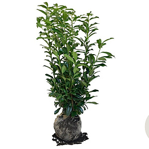 Prunus l. Genolia 100-120 cm met kluit