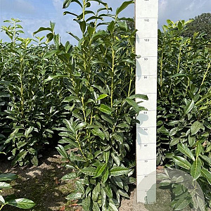 Prunus l. Genolia 100-120 cm met kluit