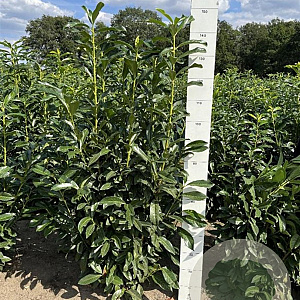 Prunus l. Genolia 120-140 cm met kluit