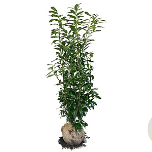 Prunus l. Genolia 120-140 cm met kluit