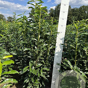 Prunus l. Genolia 140-160 cm met kluit