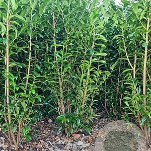 Prunus l. Genolia 200-225 cm met kluit