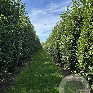 Prunus l. Genolia 225-250 cm draadkluit