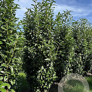 Prunus l. Genolia 225-250 cm draadkluit