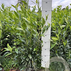 Prunus l. 'Herbergii' 60-80 cm met kluit