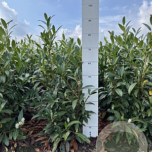 Prunus l. 'Herbergii' 60-80 cm met kluit