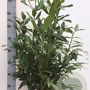 Prunus l. 'Herbergii' 80-100 cm met kluit