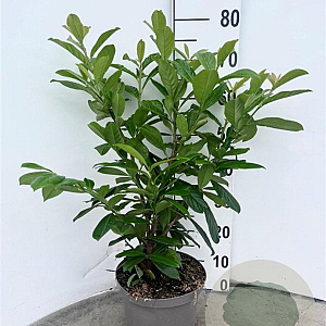 Prunus l. 'Novita' 80-100 cm 5,0L