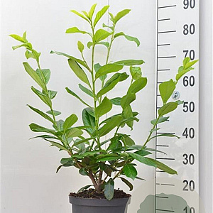 Prunus l. 'Novita' 80-100 cm 5,0L