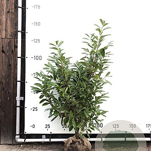Prunus l. 'Novita' 100-120 cm met kluit