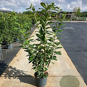 Prunus l. 'Novita' 100-125 cm 12L