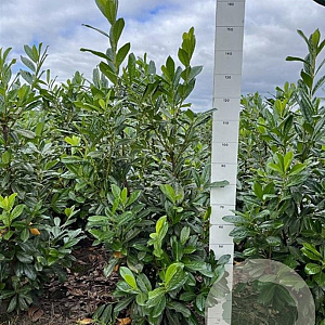 Prunus l. 'Novita' 120-140 cm met kluit
