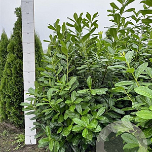 Prunus l. 'Novita' 120-140 cm met kluit