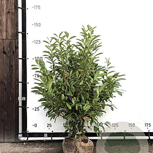 Prunus l. 'Novita' 120-140 cm met kluit