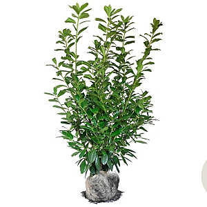 Prunus l. 'Novita' 120-140 cm met kluit