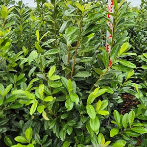 Prunus l. 'Novita' 140-160 cm met kluit extra