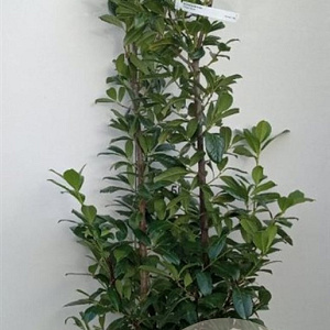 Prunus l. 'Novita' 150-175 cm met kluit