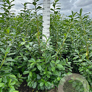 Prunus l. 'Novita' 150-175 cm met kluit