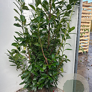 Prunus l. 'Novita' 150-175 cm met kluit