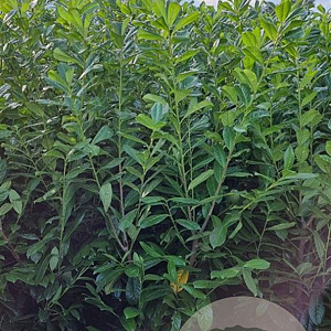 Prunus l. 'Novita' 150-175 cm met kluit