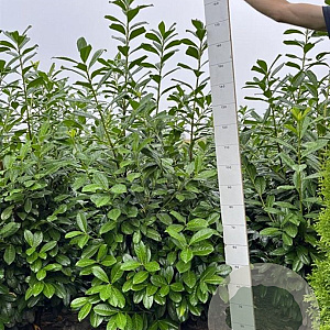 Prunus l. 'Novita' 160-180 cm met kluit