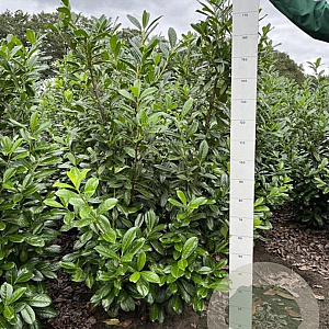 Prunus l. 'Novita' 160-180 cm met kluit