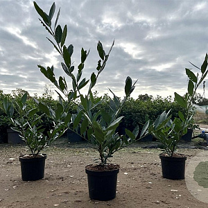 Prunus l. 'Otto Luyken' 30-40 cm 3,0L