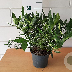 Prunus l. 'Otto Luyken' 30-40 cm 3,0L