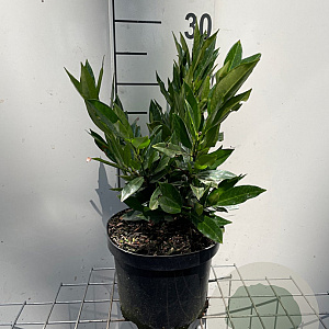 Prunus l. 'Otto Luyken' 30-40 cm 3,0L