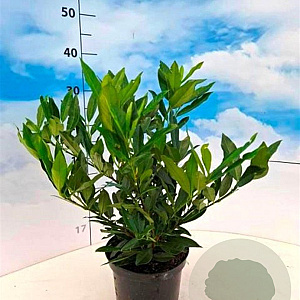 Prunus l. 'Otto Luyken' 30-40 cm 3,0L