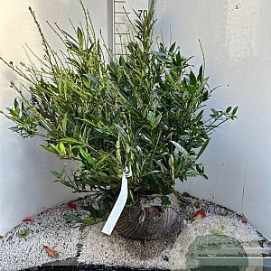 Prunus l. 'Otto Luyken' 60-80 cm met kluit