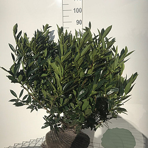 Prunus l. 'Otto Luyken' 60-80 cm met kluit